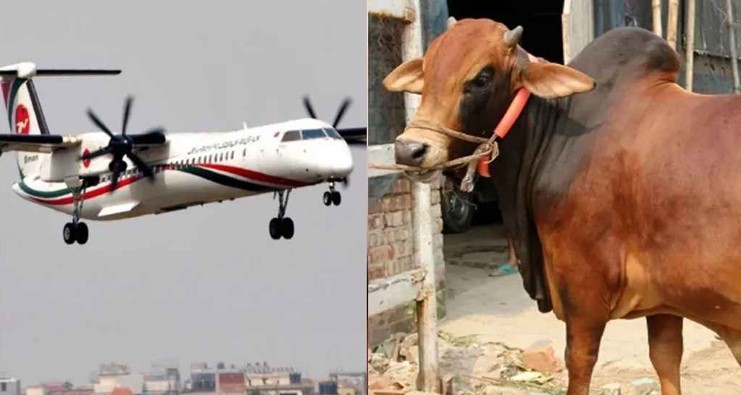ঈদে মাংস কাটতে প্লেনে উড়ে ঢাকায় আসছেন কসাইরা